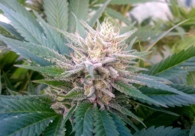 Ace Seeds - Nepal Jam (fem.)