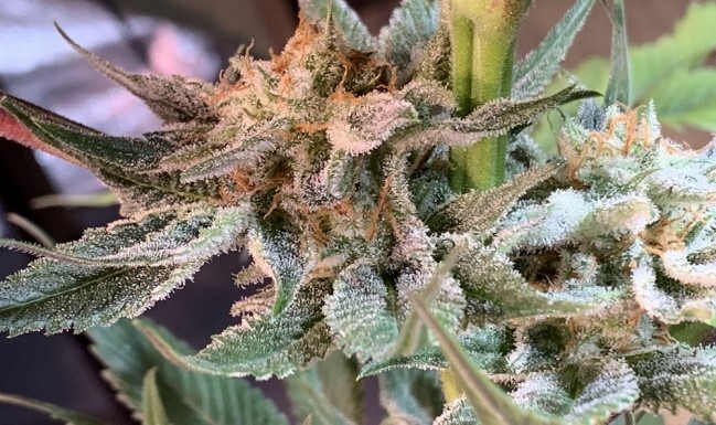 Ace Seeds - Nepal Jam (fem.)