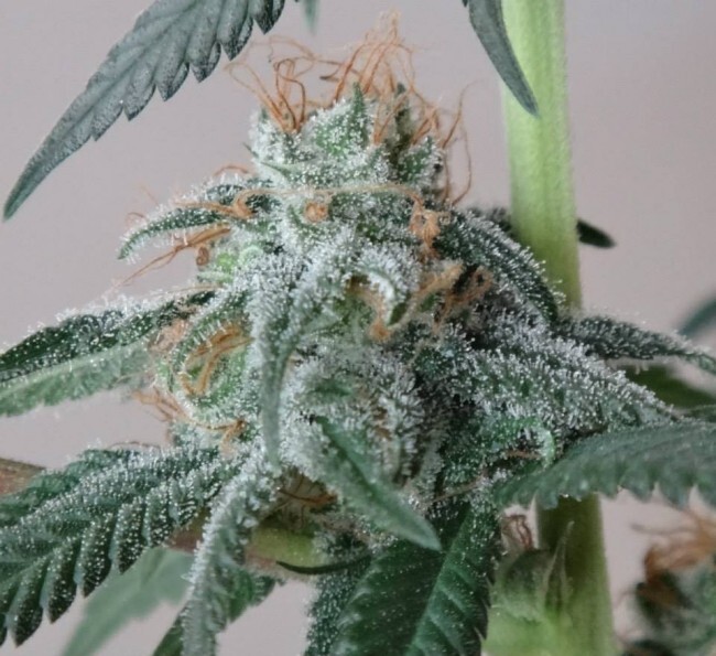 Ace Seeds - Nepal Jam (fem.)