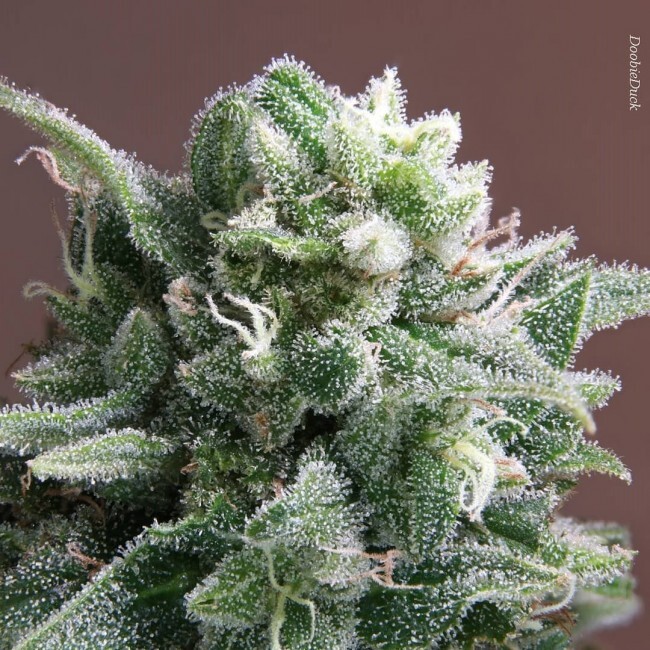 Ace Seeds - Nepal Annapurna (reg.)