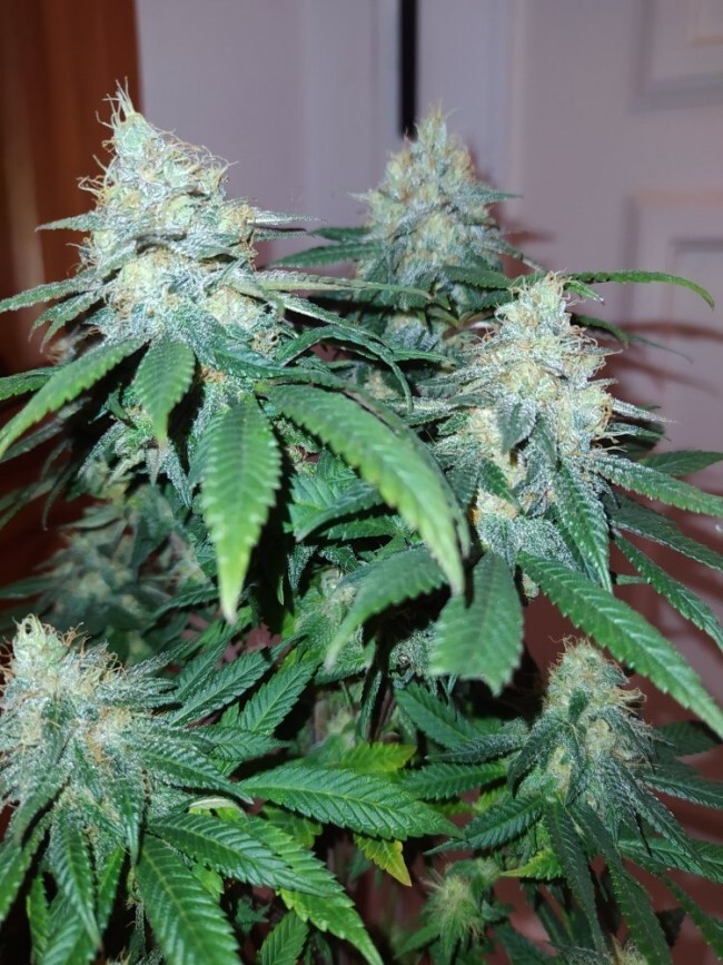 Ace Seeds - ErdPurt x PCK (fem.)