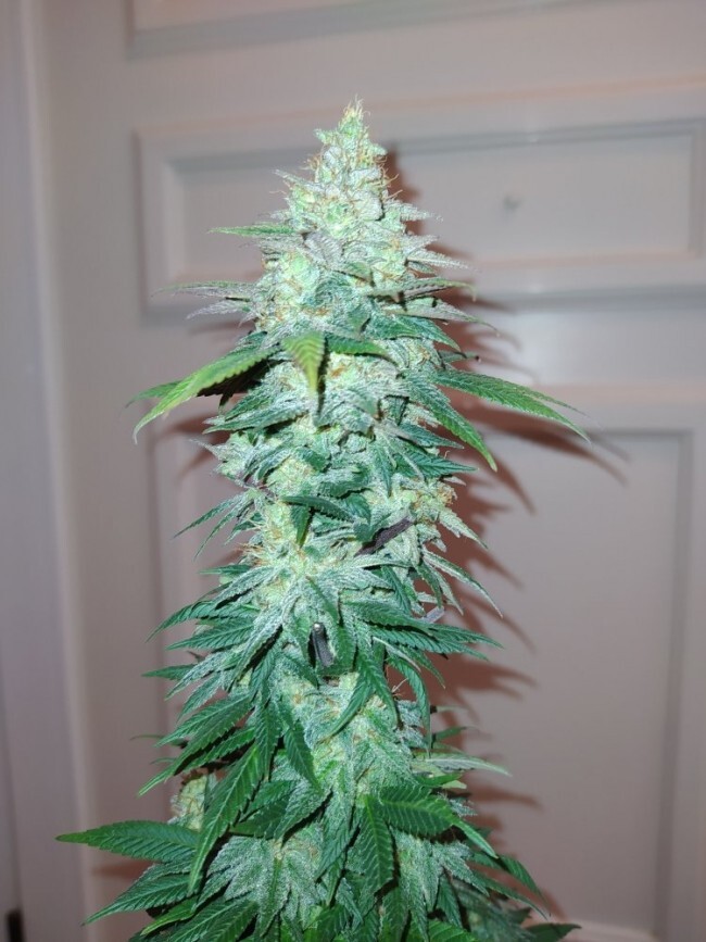 Ace Seeds - ErdPurt x PCK (fem.)