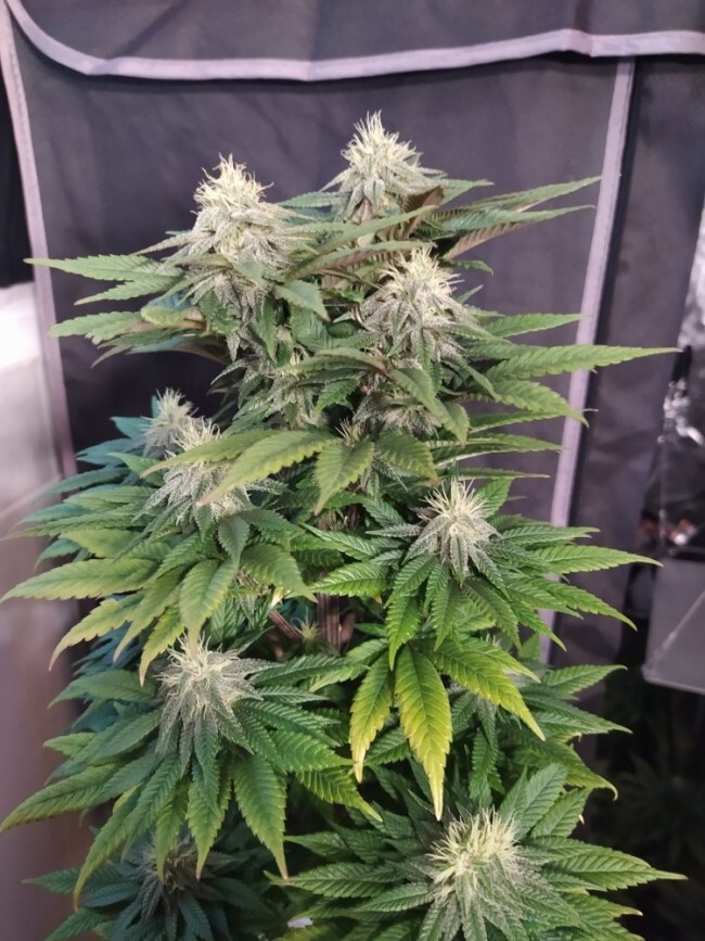 Ace Seeds - ErdPurt x PCK (fem.)
