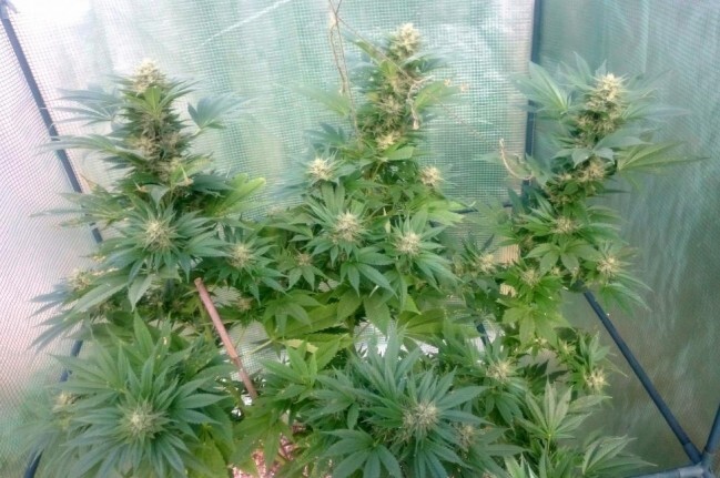 Ace Seeds - Nepal Jam (fem.)