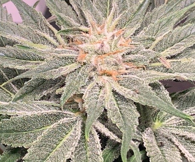 Ace Seeds - Nepal Jam (fem.)