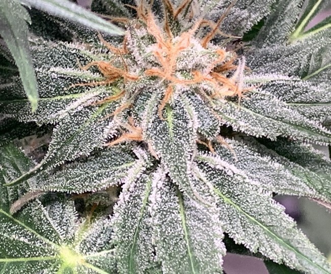 Ace Seeds - Nepal Jam (fem.)