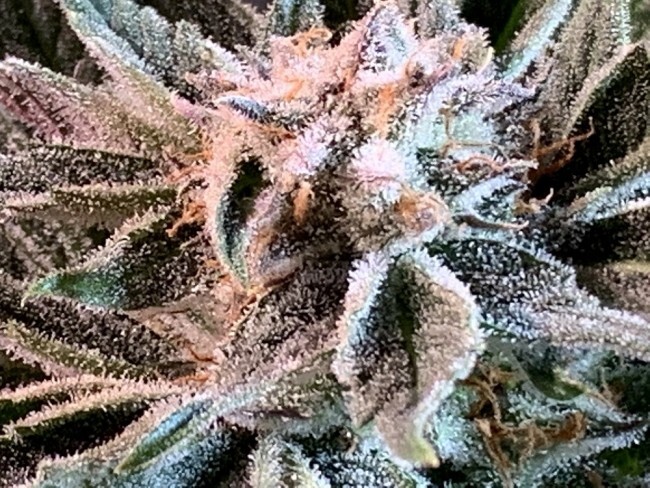 Ace Seeds - Nepal Jam (fem.)