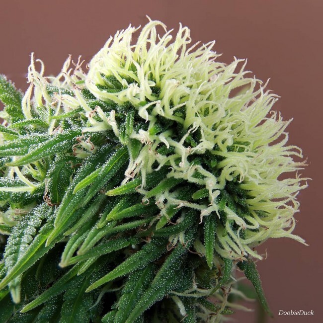 Ace Seeds - Nepal Annapurna (reg.)