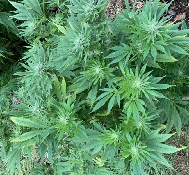 Ace Seeds - ErdPurt x PCK (fem.)