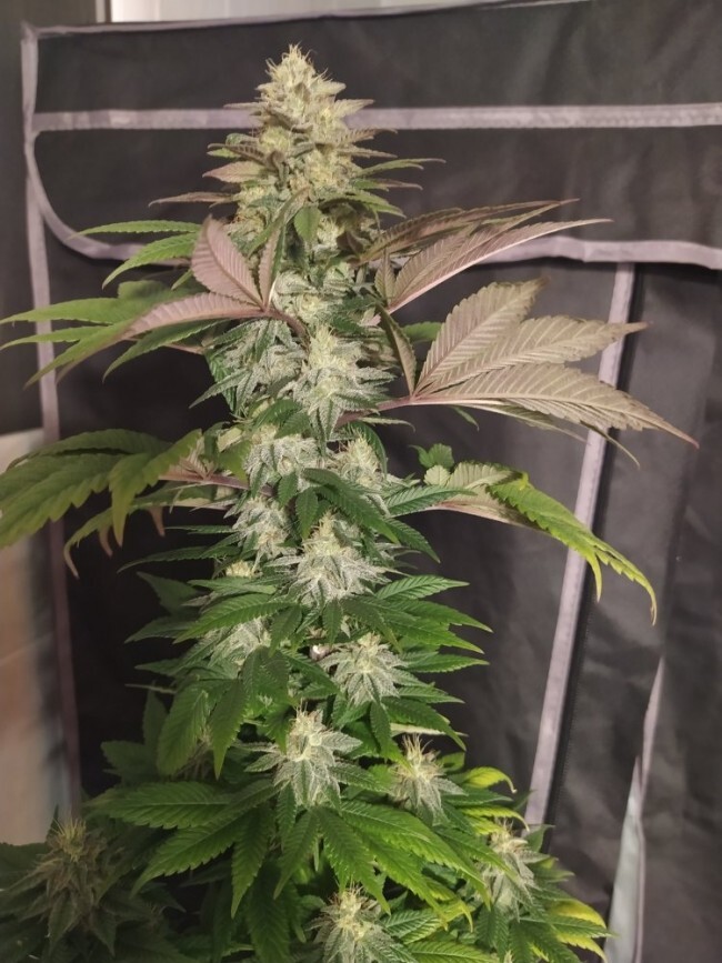 Ace Seeds - ErdPurt x PCK (fem.)