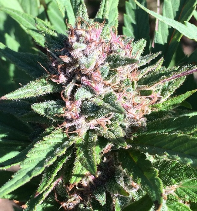 Ace Seeds - ErdPurt x PCK (fem.)