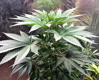 Ace Seeds - ErdPurt x PCK (fem.)