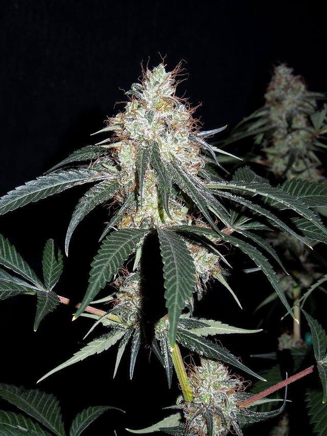 Ace Seeds - Nepal Jam (fem.)