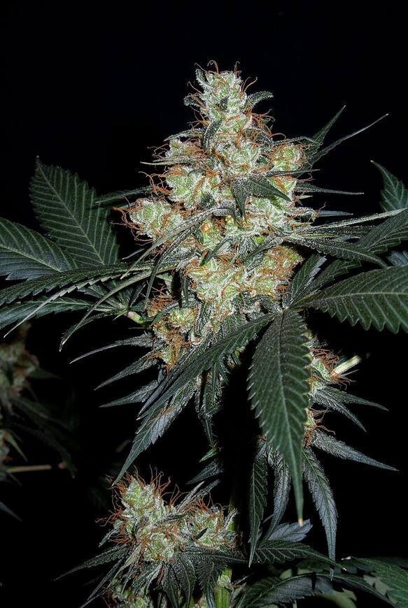 Ace Seeds - Nepal Jam (fem.)