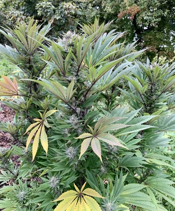 Ace Seeds - ErdPurt x PCK (fem.)