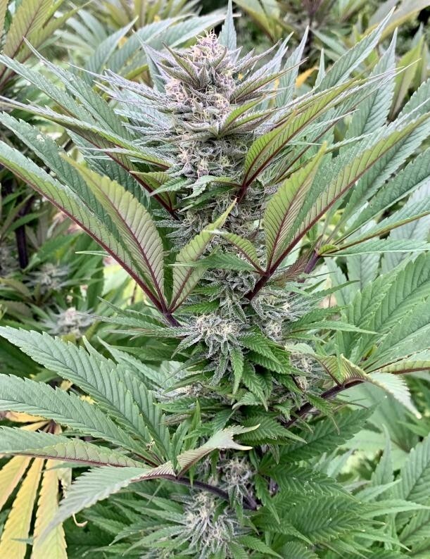 Ace Seeds - ErdPurt x PCK (fem.)