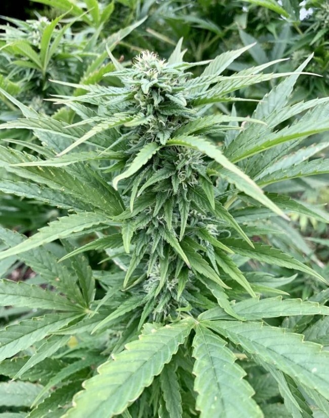 Ace Seeds - ErdPurt x PCK (fem.)