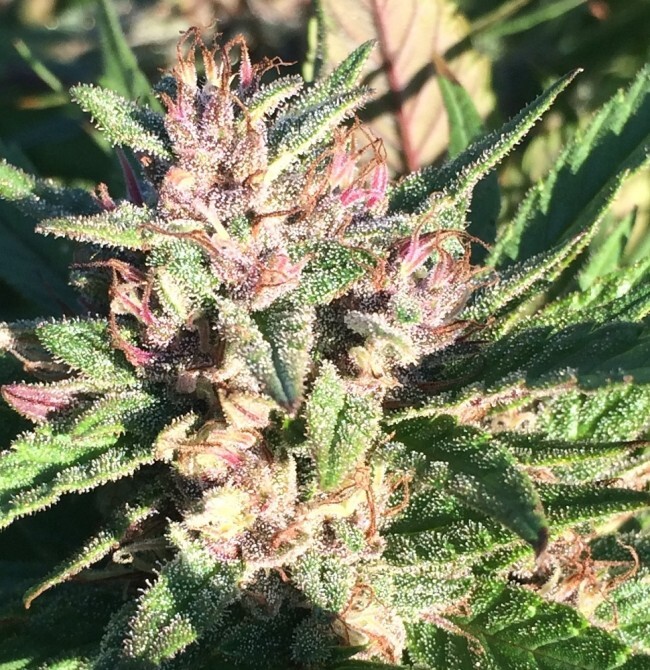 Ace Seeds - ErdPurt x PCK (fem.)