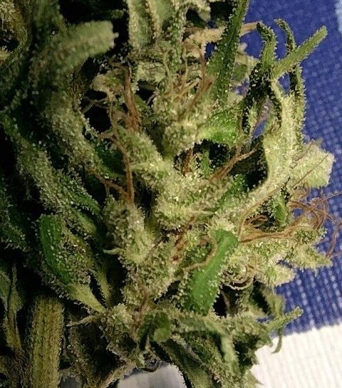 Ace Seeds - Green Haze 19 A5 (fem.)