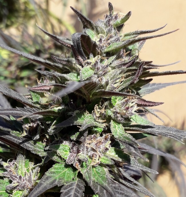 Ace Seeds - Purple Haze 23 A5 (fem.)