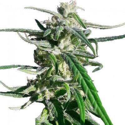 Ace Seeds - Thai A5 Haze (fem.) 08196