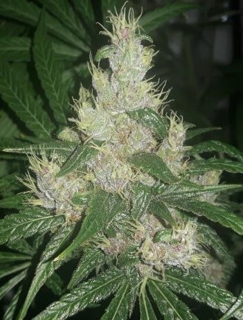 Ace Seeds - Purple Pakistani Haze (fem.)