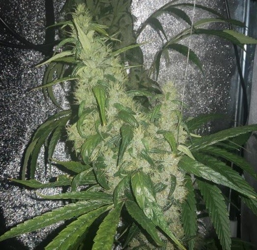 Ace Seeds - Purple Pakistani Haze (fem.)