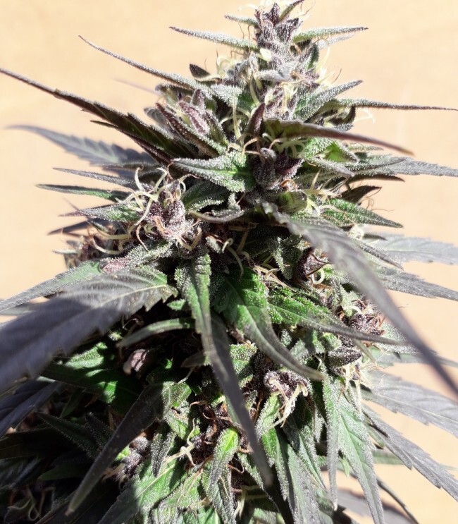 Ace Seeds - Purple Haze 23 A5 (fem.)