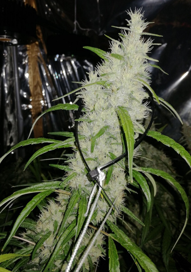 Ace Seeds - Golden Tiger x Panama (fem.)
