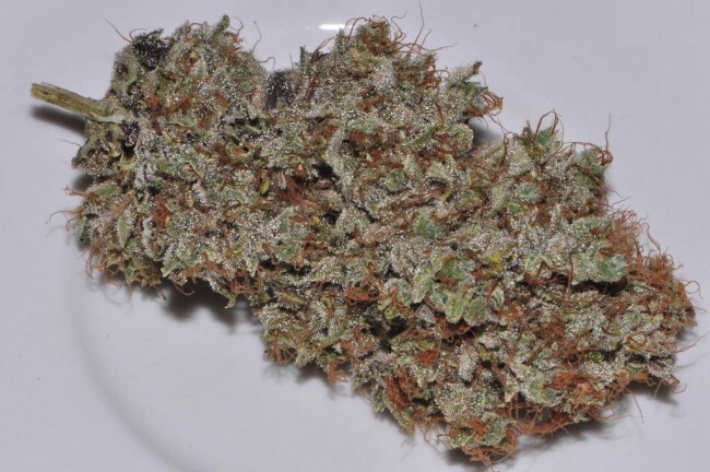 Ace Seeds - Bangi Haze (fem.)