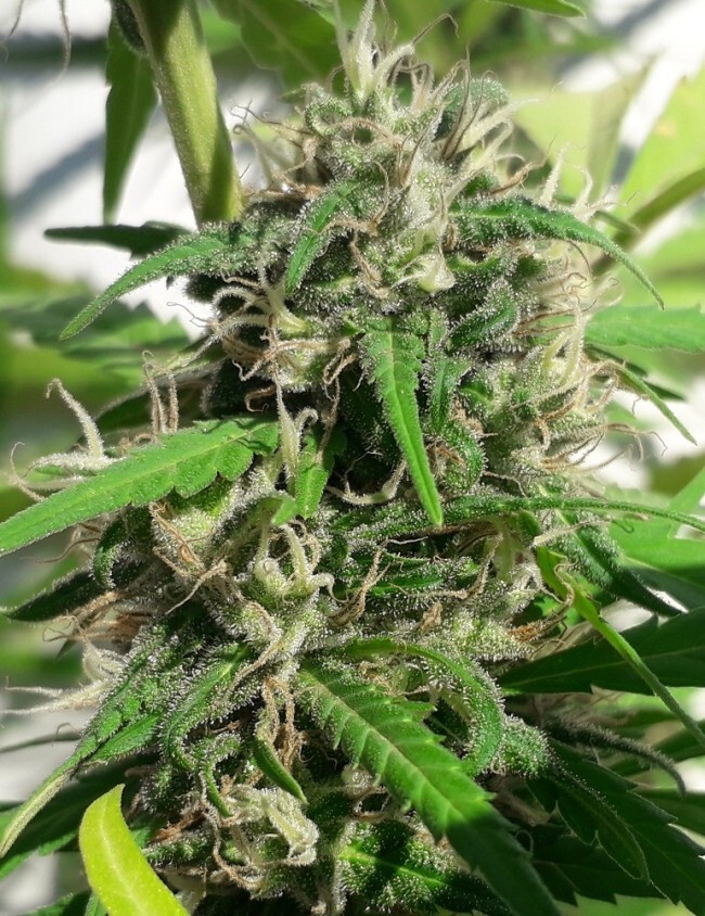 Ace Seeds - New Caledonia (reg.)