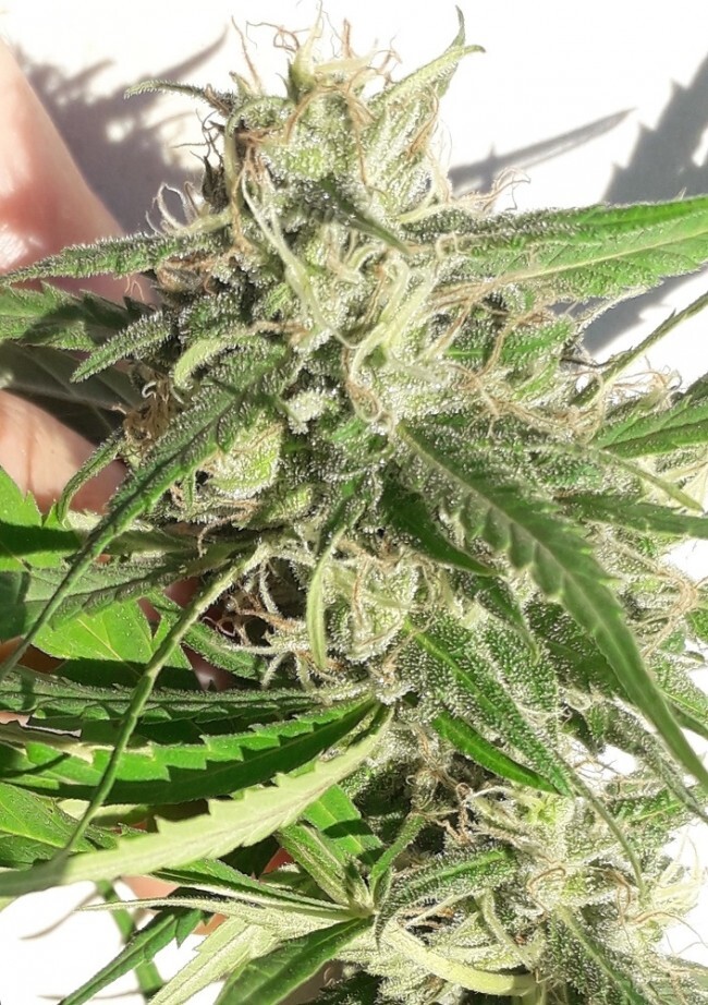 Ace Seeds - New Caledonia (reg.)