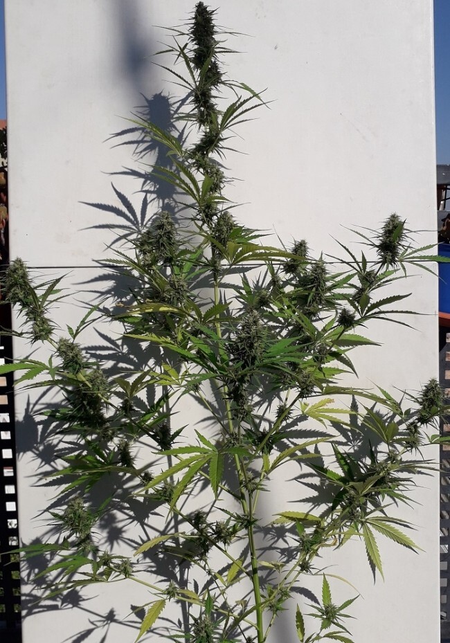 Ace Seeds - New Caledonia (reg.)