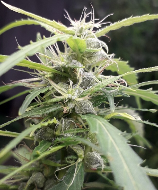 Ace Seeds - New Caledonia (reg.)