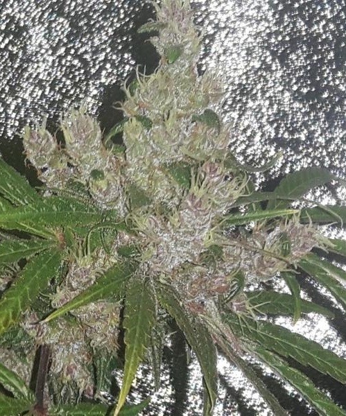 Ace Seeds - Purple Pakistani Haze (fem.)