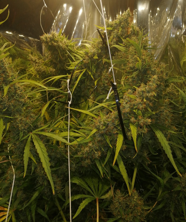 Ace Seeds - Golden Tiger x Panama (fem.)