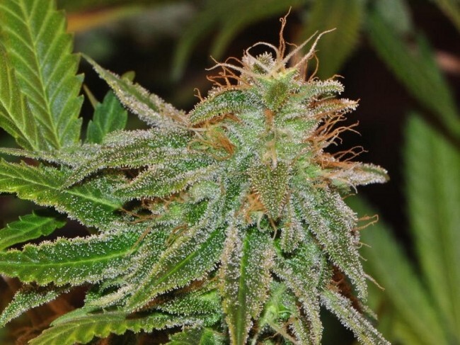 Ace Seeds - Bangi Haze (fem.)