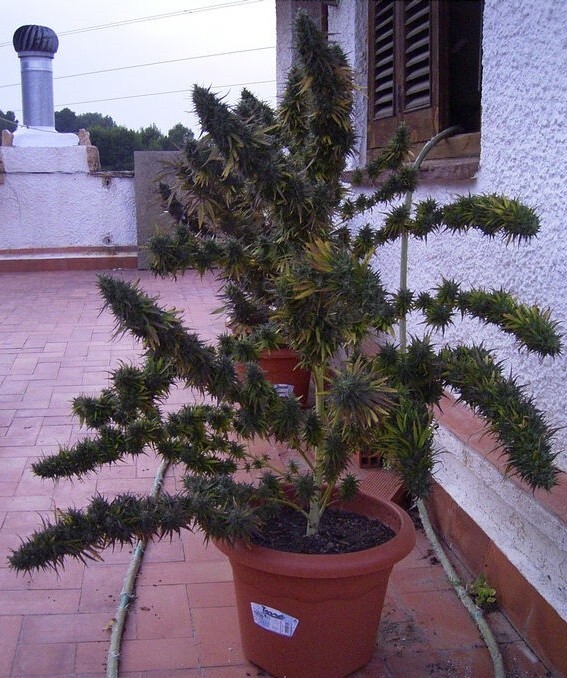 Ace Seeds - Nepal Mist (reg.)