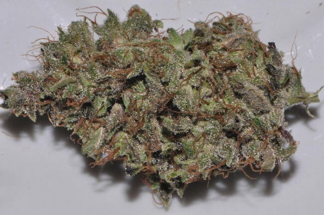 Ace Seeds - Bangi Haze (reg.)