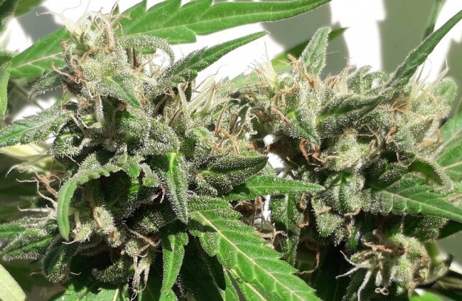 Ace Seeds - New Caledonia (reg.)