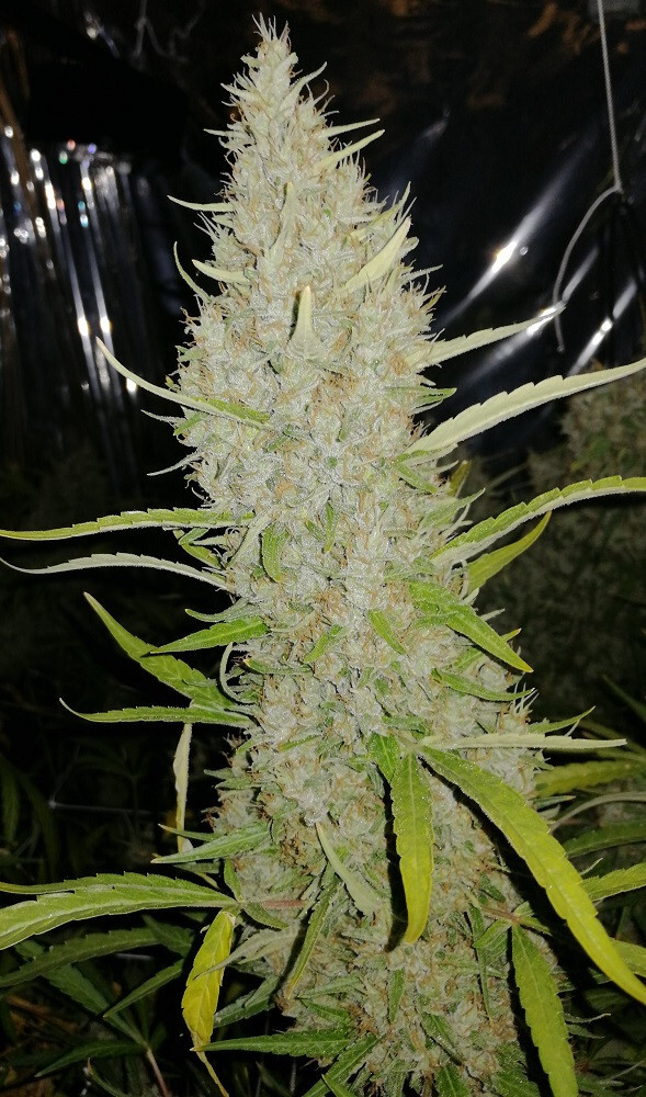 Ace Seeds - Golden Tiger x Panama (fem.)