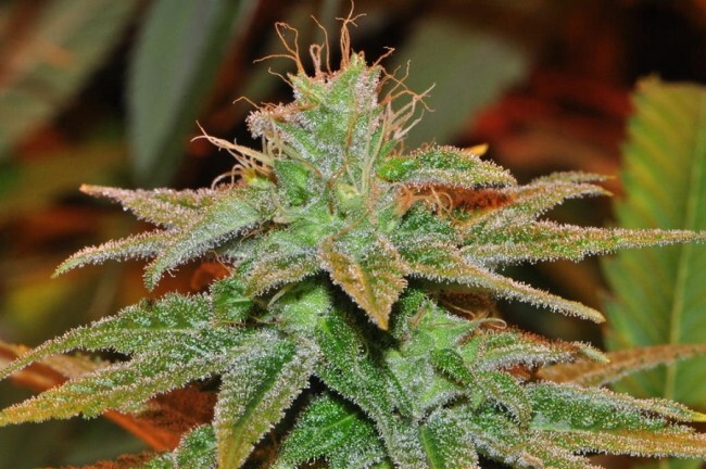 Ace Seeds - Bangi Haze (fem.)