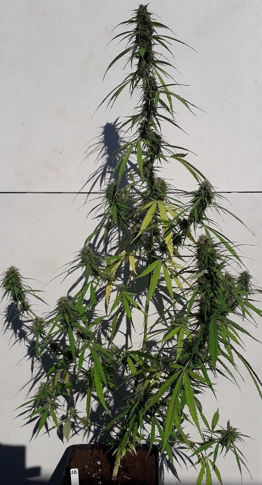 Ace Seeds - New Caledonia (reg.)