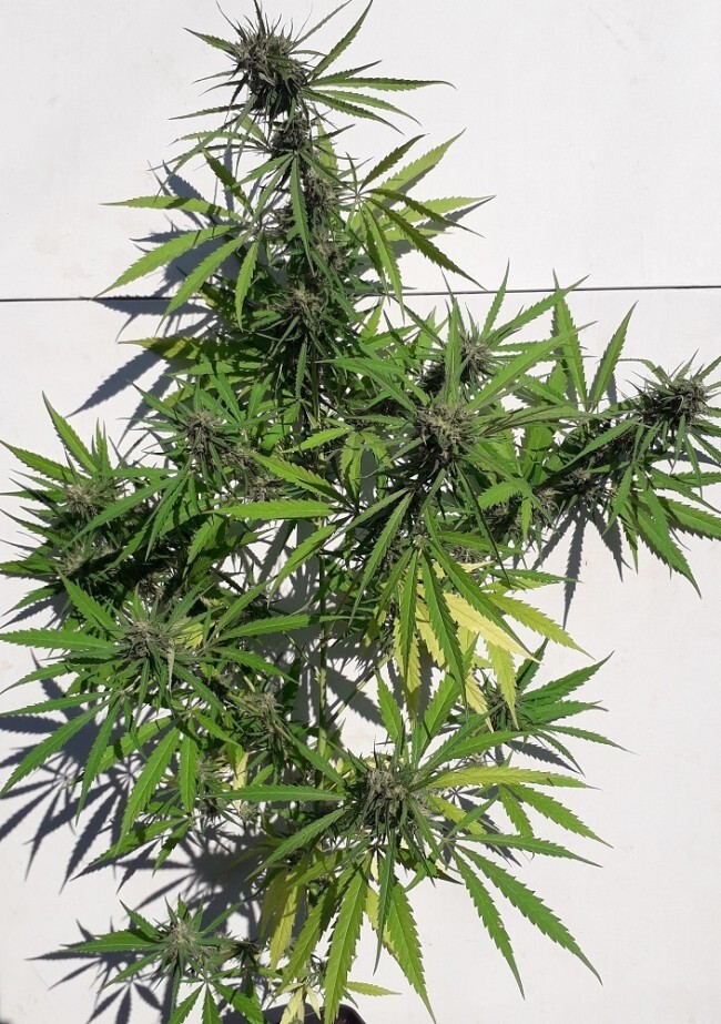 Ace Seeds - New Caledonia (reg.)