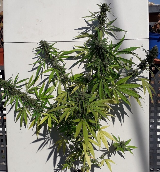 Ace Seeds - New Caledonia (reg.)