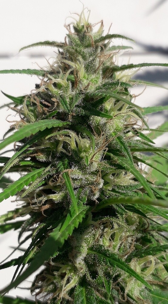Ace Seeds - New Caledonia (reg.)