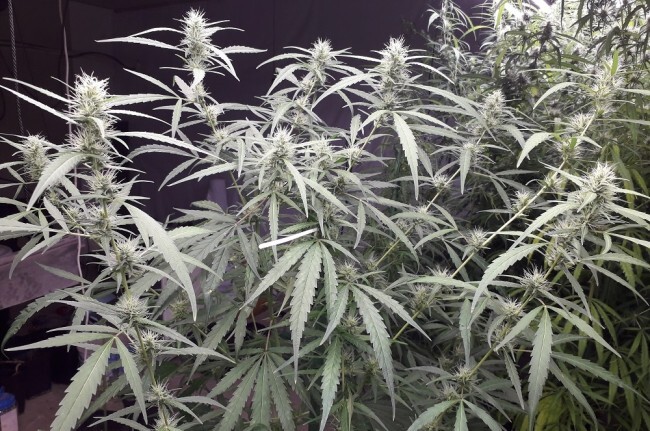 Ace Seeds - New Caledonia (reg.)