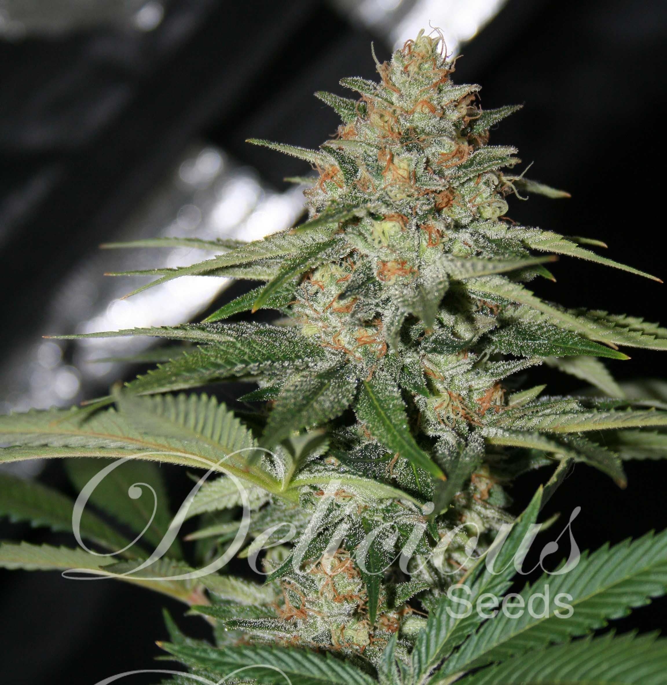 Delicious Seeds - Delicious Candy (fem.)