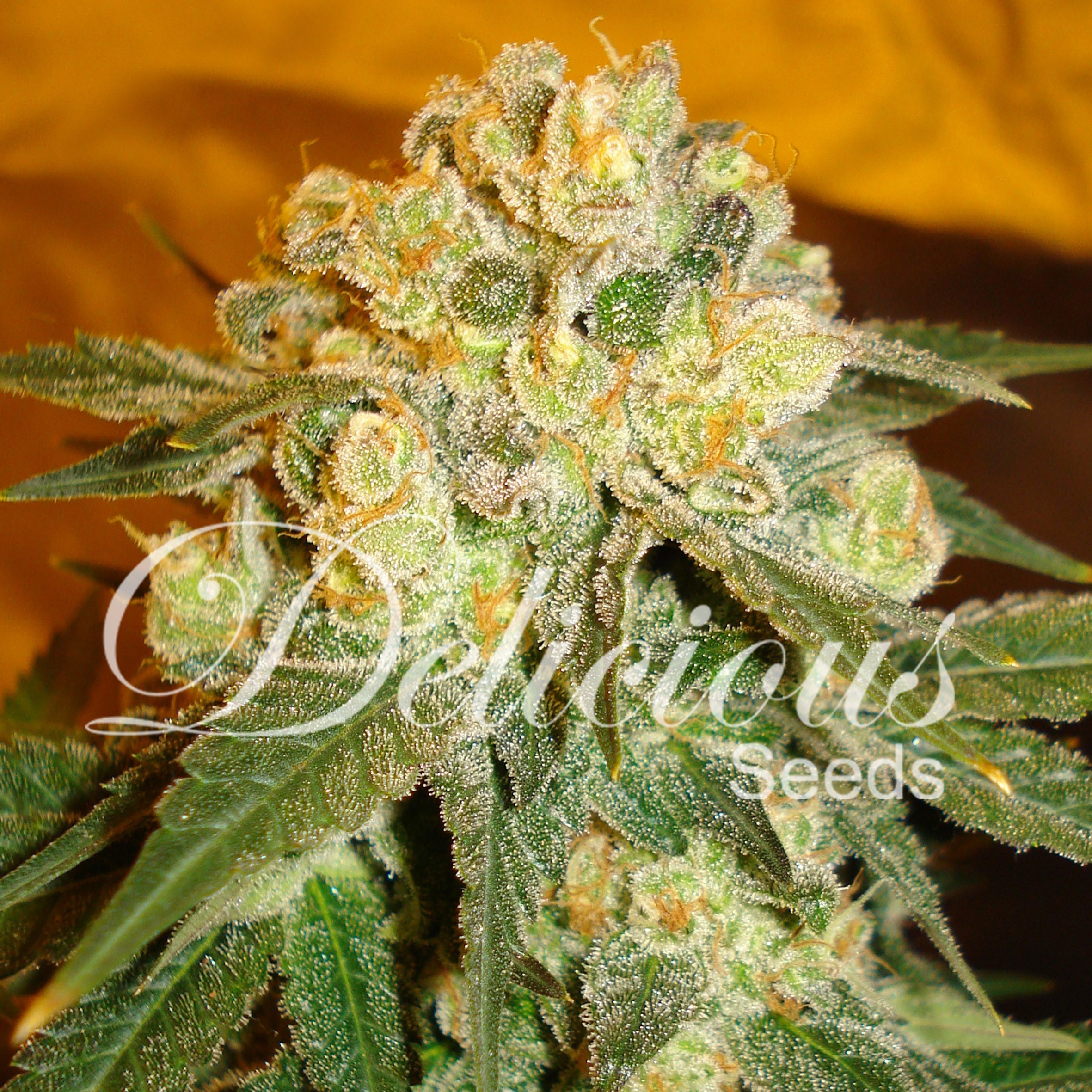Delicious Seeds - Marmalate (reg.)