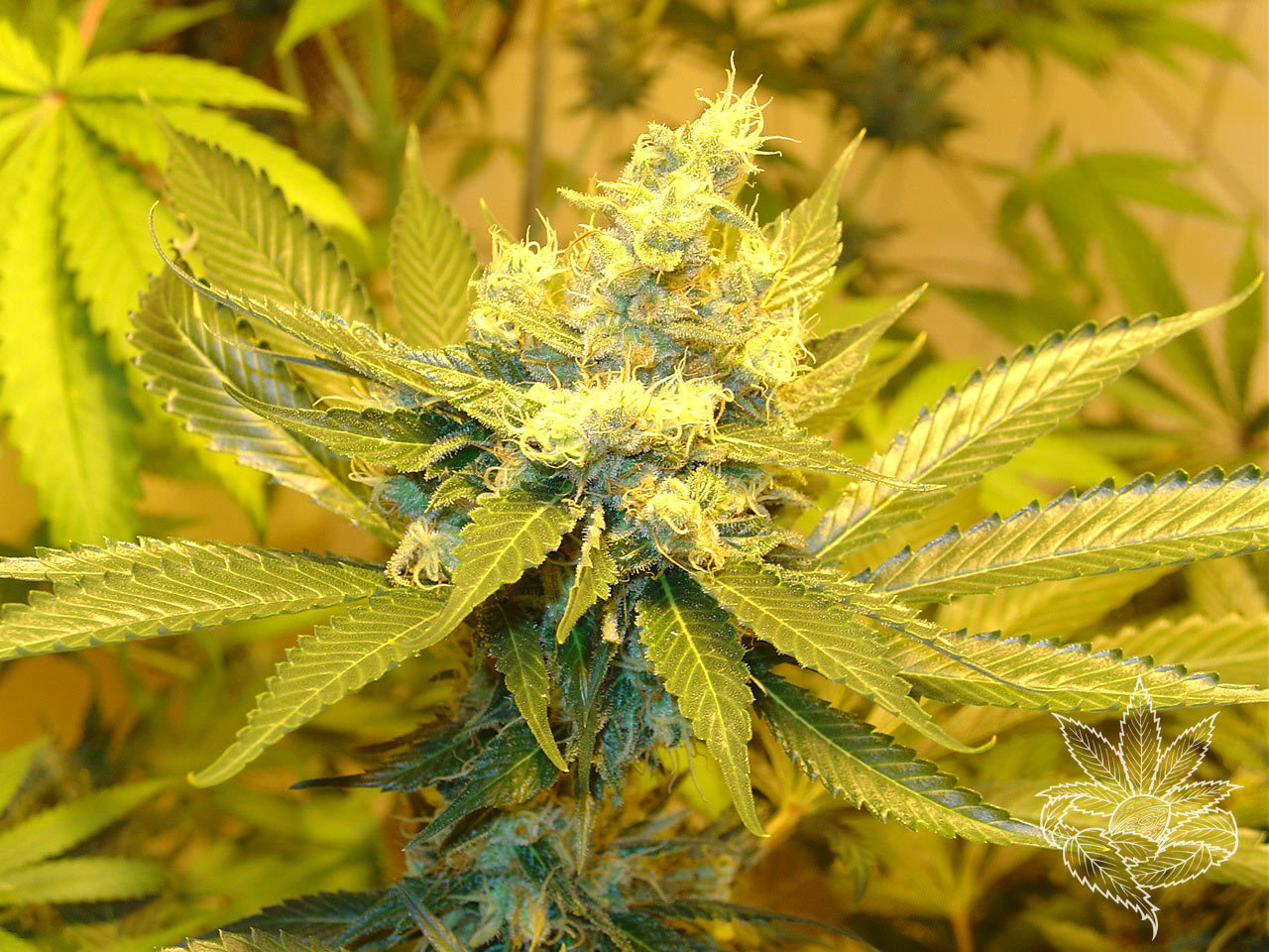 Homegrown Fantaseeds - A. C. Diesel (fem.)